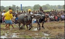 Rajapakse ploughing furrows behind buffaloes to encourage subsistence farming