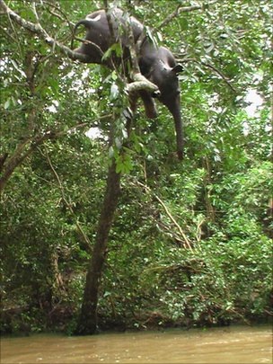 Officials are working out how to get the elephant down ( Kanchana Kumara Ariyadasa)