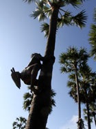  A toddy tapper shins up a palmyra tree 