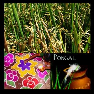 Pongal 