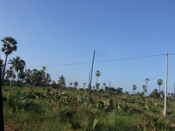 Result and Remain: Headless Palmyrah trees in Mugamaail, Jaffna districtNorth of Sri Lanka. The trees suffered as a result of war in the area-picture by Dushiyanthini Kanagasabapathipillai