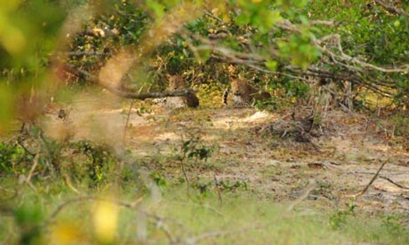 Leopards-in--Wilpattu-Nat-007