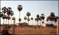 Permanent buildings being constructed along the coastal stretch for the occupying SL military forces. Tamil fishermen are barred from fishing in the seas along the coast and the entire stretch is separated by a fence from the land, stealing and sealing off the coast from the people of the Tamil country. 