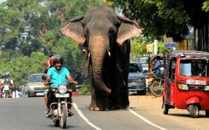 sri lanka_300_186